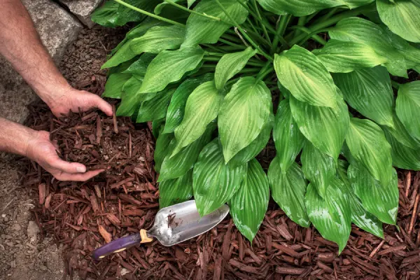 Mulching in Nampa, ID